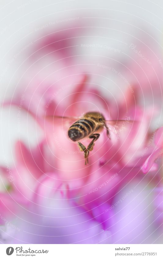 Purposefully Environment Nature Spring Plant Flower Blossom Hyacinthus Garden Animal Farm animal Bee Insect Honey bee 1 Blossoming Fragrance Flying Pink Target