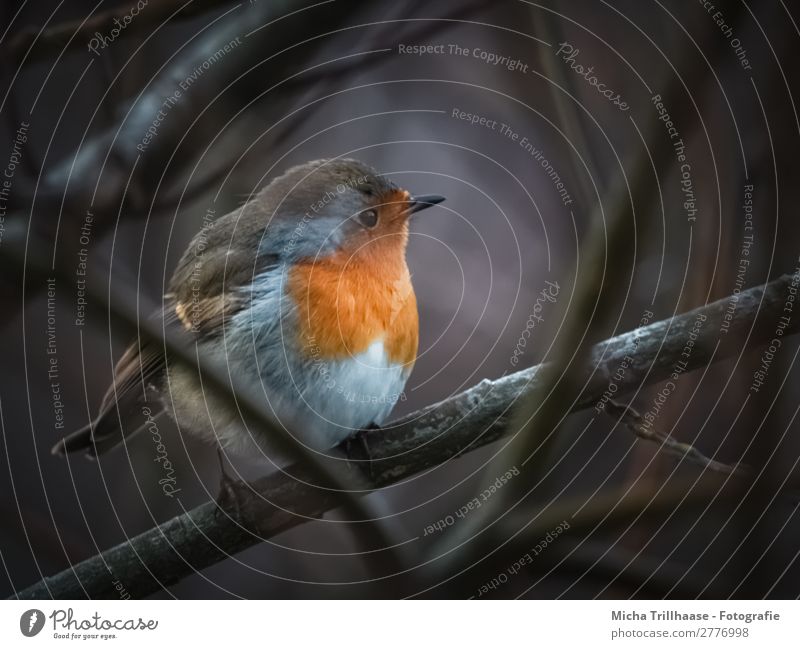 Robin at dusk Nature Animal Sunlight Beautiful weather Bushes Wild animal Bird Animal face Wing Claw Robin redbreast Beak Feather Eyes 1 Observe Glittering