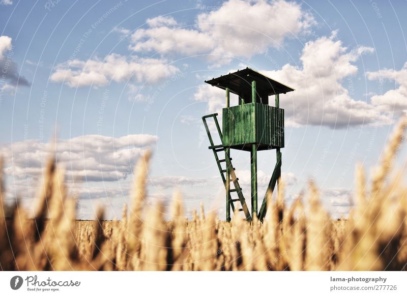 vantage point Hunter Agriculture Forestry Clouds Sunlight Beautiful weather Wheat Wheat ear Field Wheatfield Hunting Blind Green Harvest Colour photo