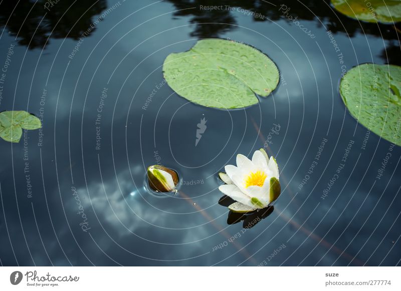 water lily pond Lifestyle Beautiful Wellness Harmonious Calm Environment Nature Plant Elements Water Leaf Blossom Pond Lake Blossoming Cold Kitsch Round Blue