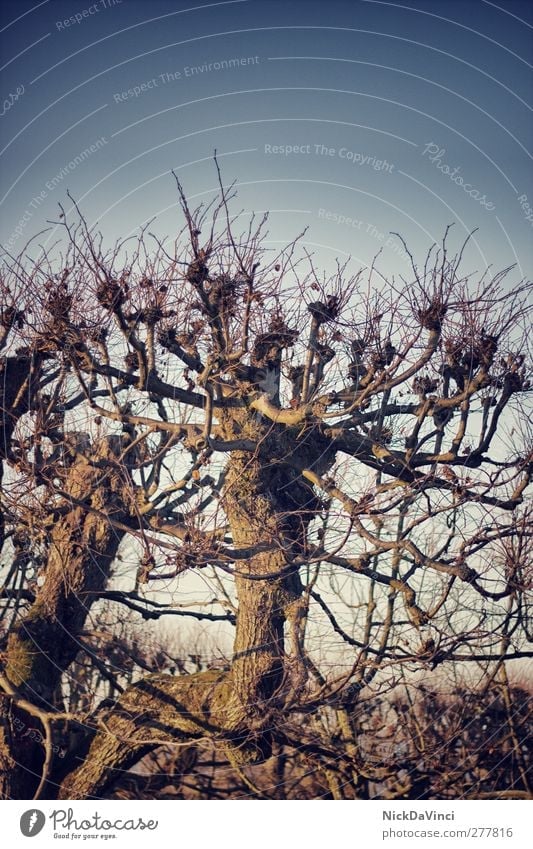 lonely tree Environment Nature Sky Cloudless sky Tree Wood Growth Old Unwavering Copy Space top Leafless Branchage Twig Deciduous tree