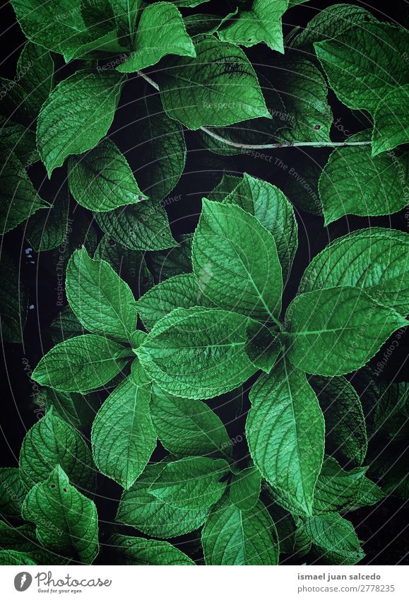 green leaves texture Plant Leaf Green Garden Floral Nature Decoration Abstract Consistency Fresh Exterior shot background Beauty Photography fragility spring