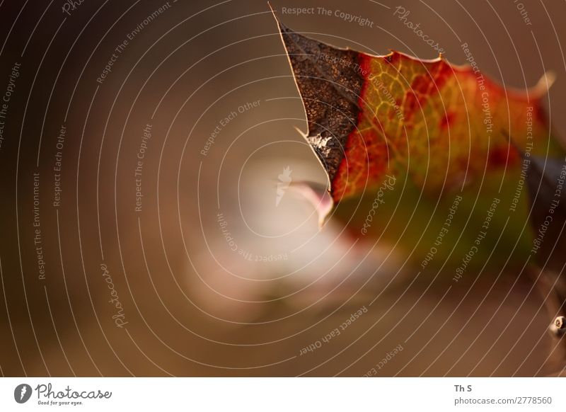 leaf Nature Plant Autumn Winter Leaf Movement Faded Esthetic Authentic Simple Elegant Natural Brown Green Red Serene Patient Calm Colour Uniqueness Colour photo