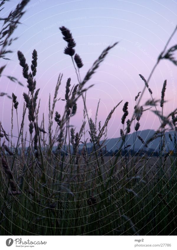 Sunset II Dusk Moody Grass Field Meadow Evening Sky