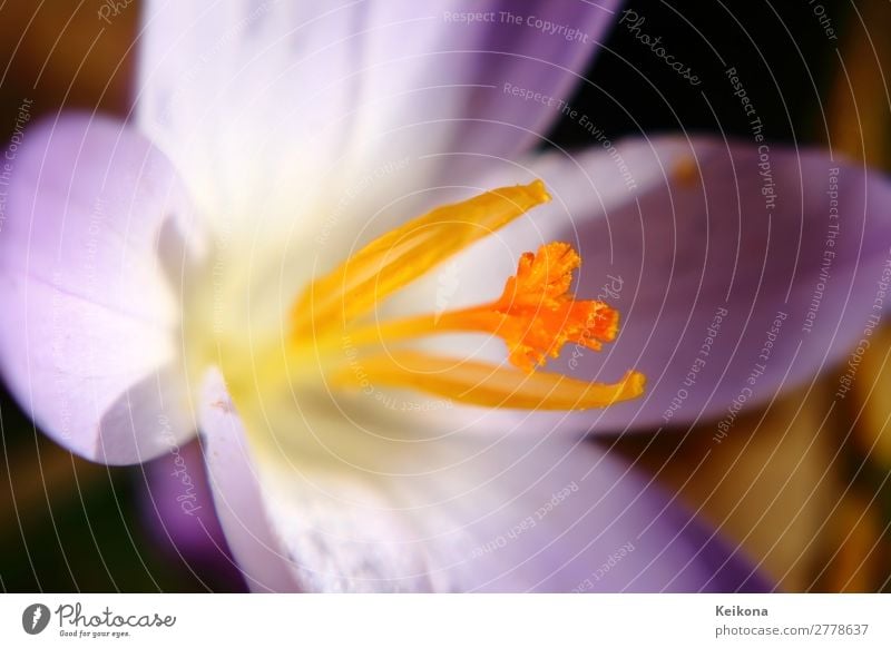 Fragile purple crocus macro. Nature Plant Sun Spring Flower Crocus Blossoming Growth Yellow Violet Orange Saffron Macro (Extreme close-up) Colour photo Day