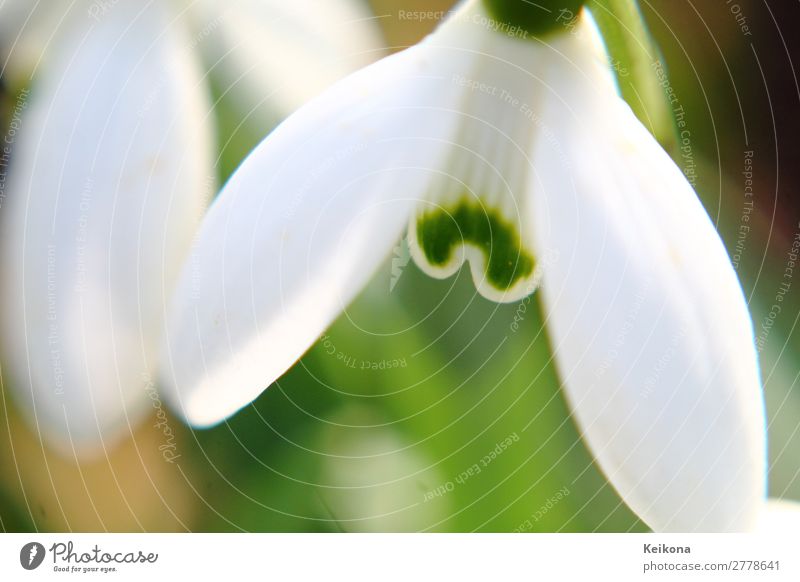 Snowdrop macro Nature Landscape Plant Spring Beautiful weather Flower Blossoming Growth Green White Germany Meadow Bud Colour photo Close-up