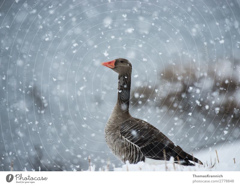 Greylag goose graceful in the snow Nature Winter Weather Snow Snowfall Animal Wild animal Goose 1 Looking Esthetic Elegant Blue Gray Contentment Calm Longing