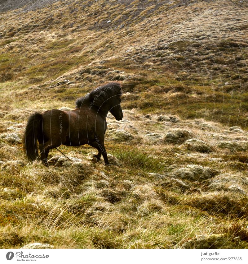 Iceland Environment Nature Grass Hill Animal Horse Iceland Pony 1 Walking Free Natural Wild Brown Colour photo Exterior shot Deserted Animal portrait