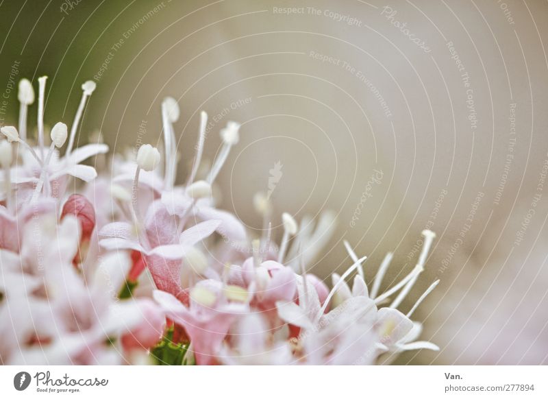 flower Nature Plant Flower Blossom Garden Fresh Pink Calyx Colour photo Subdued colour Close-up Deserted Copy Space top Neutral Background Day