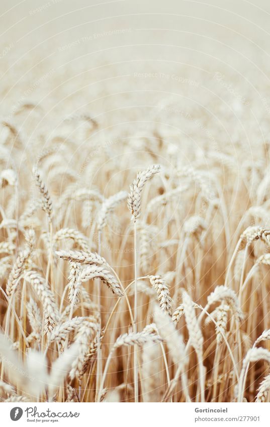 arable crops Grain Nature Plant Summer Agricultural crop Growth Grain field Wheat Wheatfield Country life Agriculture Food Cornfield Ear of corn Colour photo