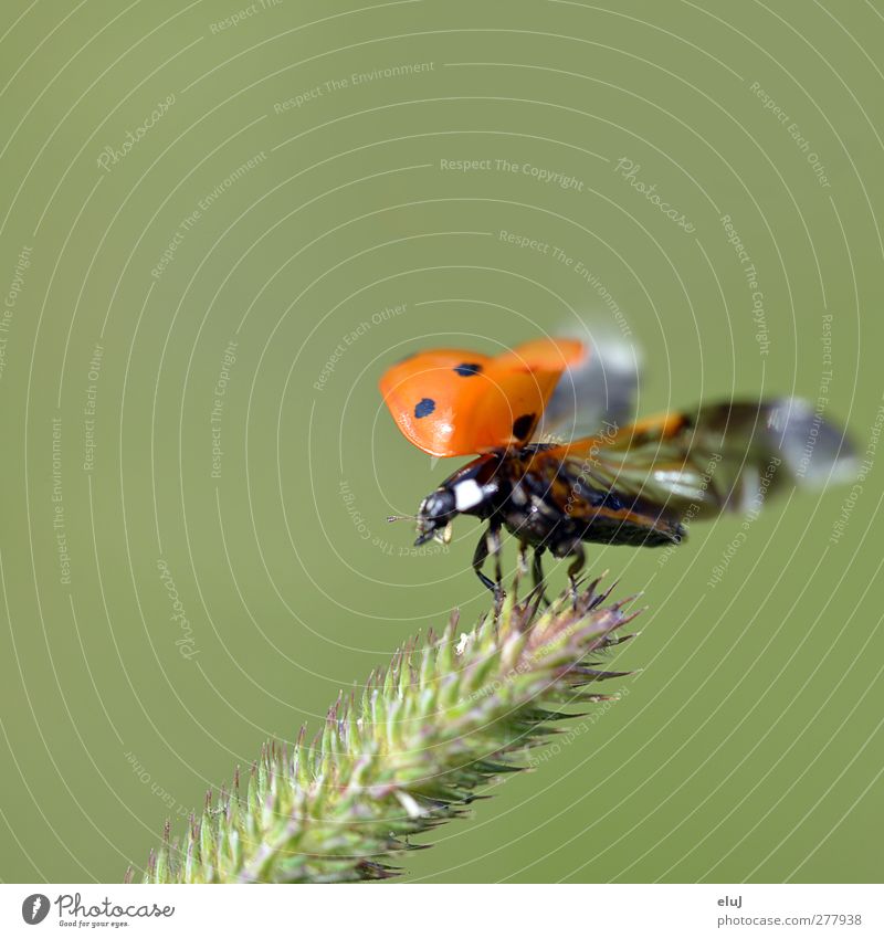 lift-off Bushes Foliage plant Animal Beetle 1 Flying Small Green Orange Red Black White Ladybird Dynamics Movement Spotted Colour photo Exterior shot