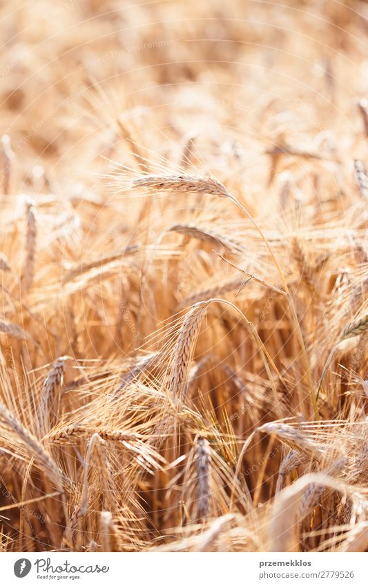 Closeup of field of ripe golden rye Beautiful Summer Environment Nature Landscape Plant Flower Growth Fresh Natural Yellow Gold agricultural agriculture