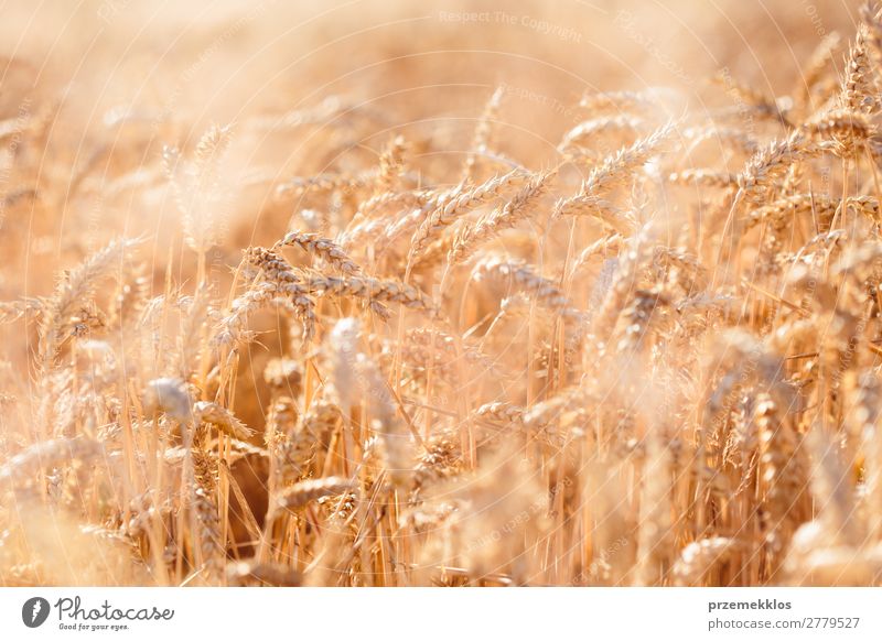 Closeup of field of ripe golden wheat Beautiful Summer Environment Nature Landscape Plant Flower Growth Fresh Natural Yellow Gold agricultural agriculture