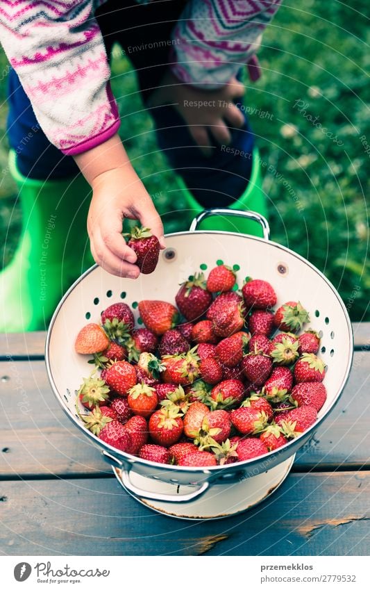 Kid taking a fresh strawberry from bowl Fruit Vegetarian diet Bowl Summer Table Woman Adults Hand Nature Wood Fresh Delicious Natural Juicy Red food freshly