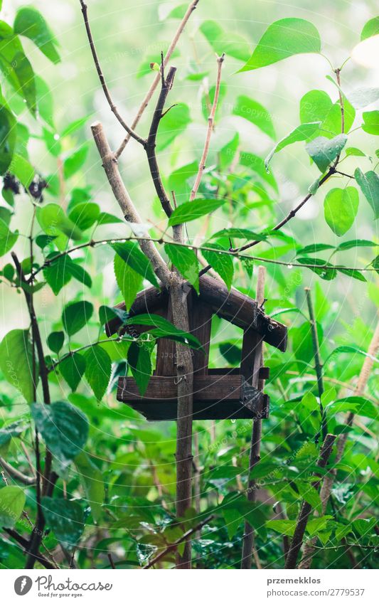 Bird house on a tree among the green leaves Save Life Summer House (Residential Structure) Nature Plant Animal Tree Leaf Park Forest Wood Natural Wild Green