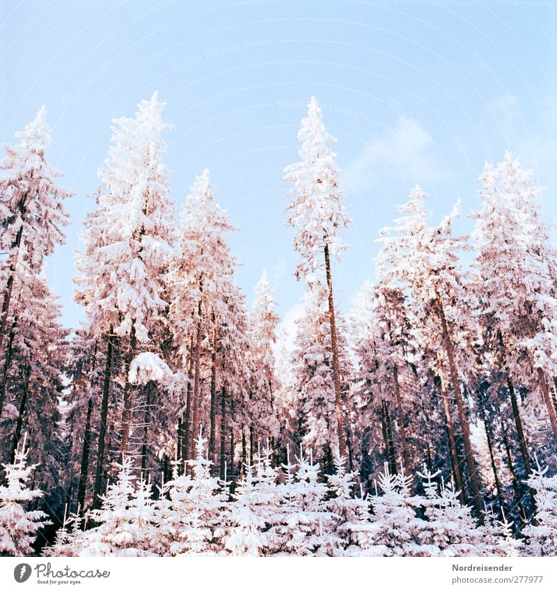 winter New Year's Eve Nature Landscape Plant Cloudless sky Winter Climate Beautiful weather Ice Frost Snow Tree Forest Glittering Cold Blue Brown Orange White