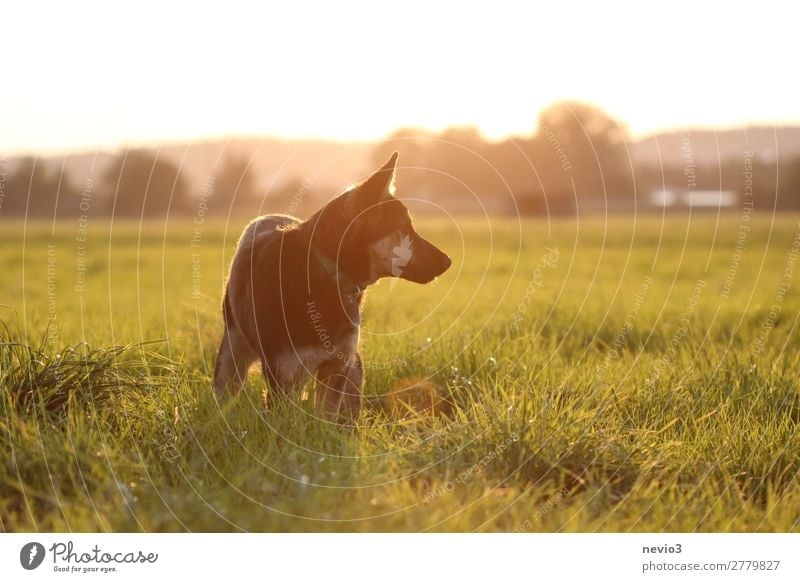 Old German shepherd dog on a meadow Animal Pet Farm animal Dog 1 Baby animal Natural Curiosity Cute Yellow Gold Joie de vivre (Vitality) Spring fever Attentive