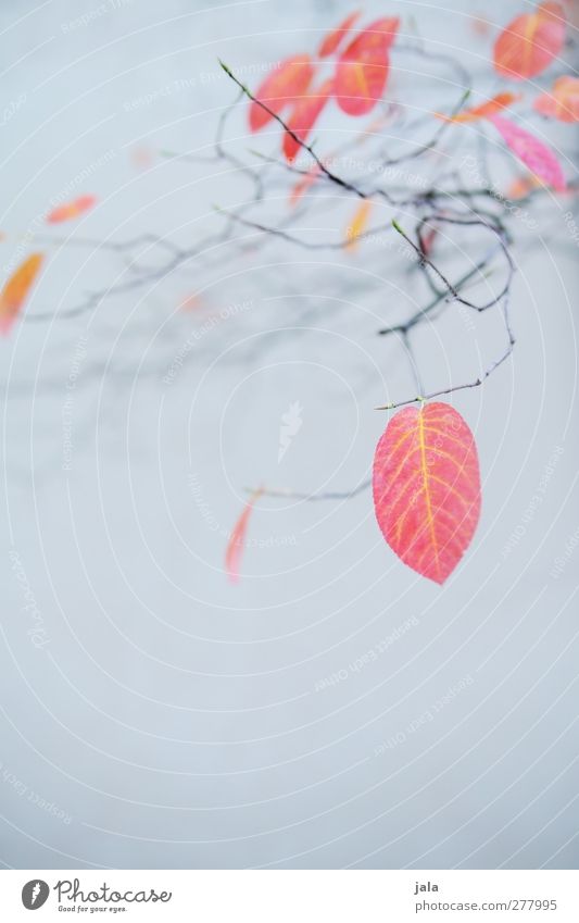 autumn Environment Nature Autumn Plant Tree Leaf Esthetic Natural Blue Gray Red Colour photo Exterior shot Deserted Copy Space bottom Neutral Background Day