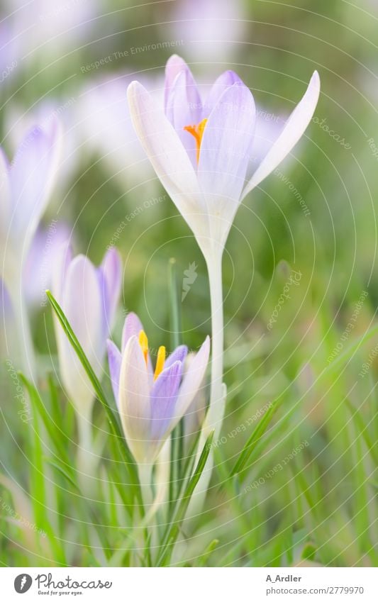 Crocuses in spring Beautiful Harmonious Meditation Fragrance Trip Garden Nature Plant Spring Beautiful weather Flower Blossom Wild plant Meadow Relaxation Love