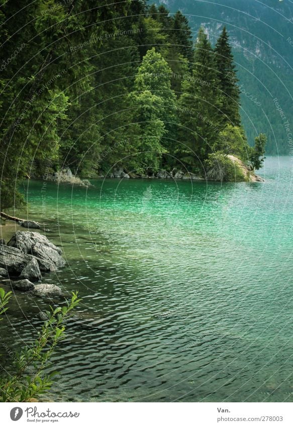 Eibsee Nature Landscape Water Plant Tree Forest Rock Lakeside Eib Lake Stone Wet Green Turquoise Colour photo Exterior shot Deserted Day Light