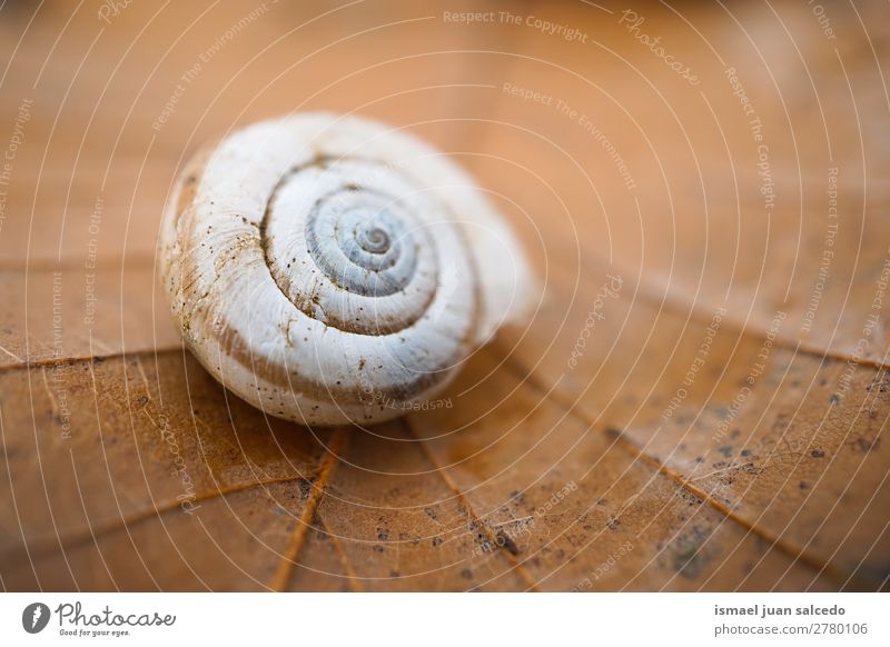 snail in the nature Animal Bug White Insect Small Shell Spiral Nature Plant Garden Exterior shot fragility Cute Beauty Photography Loneliness