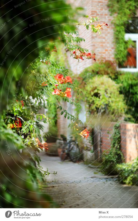 most beautiful place in the Hood Spring Summer Plant Bushes Blossom Garden Old town Wall (barrier) Wall (building) Blossoming Idyll Calm Lanes & trails