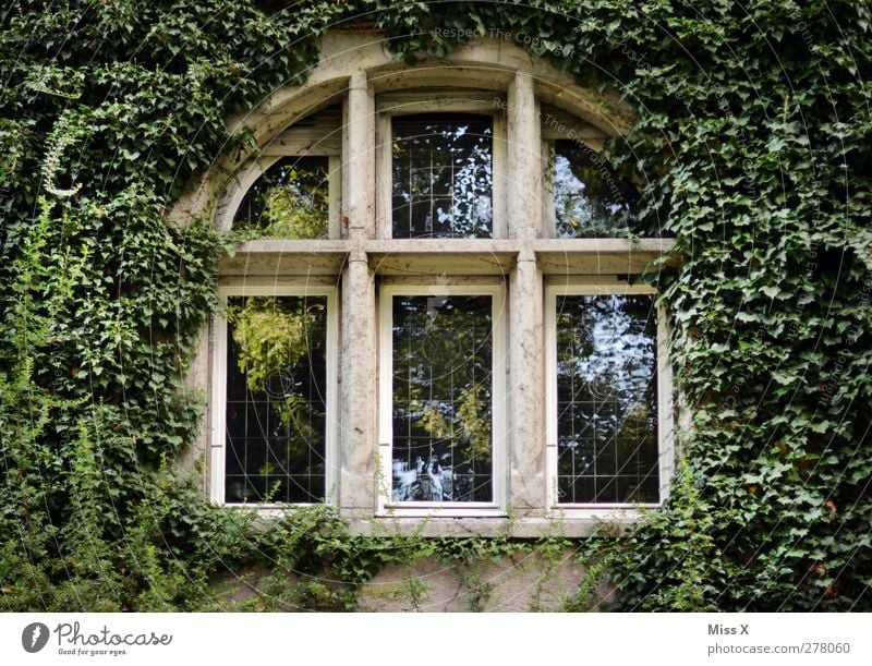 Sleeping Beauty Plant Bushes Leaf House (Residential Structure) Church Castle Facade Window Growth Old Green Decline Fairytale castle Ivy Tendril Colour photo