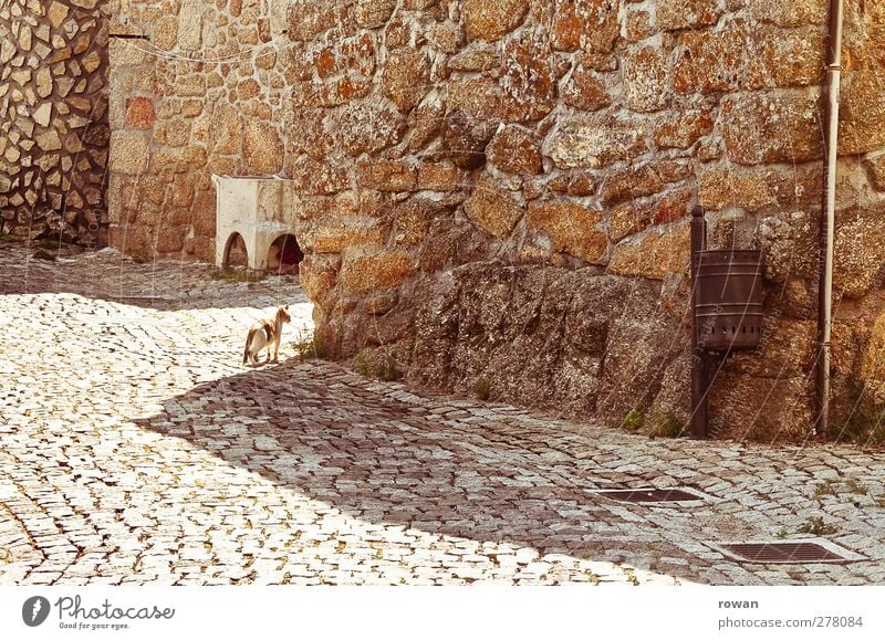 portuguese roads Village Deserted Manmade structures Building Architecture Wall (barrier) Wall (building) Facade Street Crossroads Lanes & trails Pet Cat 1