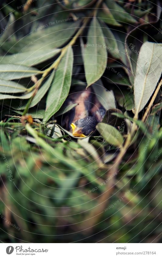 baby bird Animal Wild animal Dead animal Bird 1 Baby animal Small Illness Cute Nest Nest-building Leaf Colour photo Exterior shot Close-up