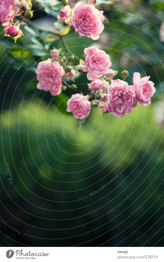 what do WE think of this photo? Environment Nature Plant Spring Flower Rose Foliage plant Natural Green Pink Colour photo Exterior shot Close-up Detail