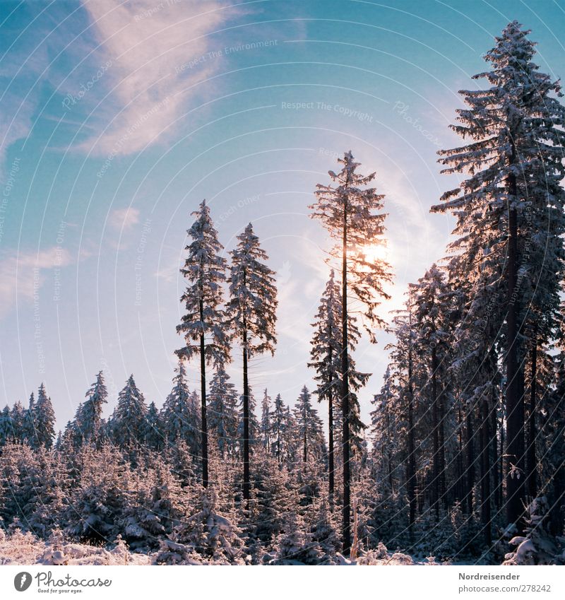 Cheerful to cloudy.... Winter Snow Winter vacation Agriculture Forestry Nature Landscape Plant Sky Clouds Sun Climate Beautiful weather Ice Frost Growth Cold