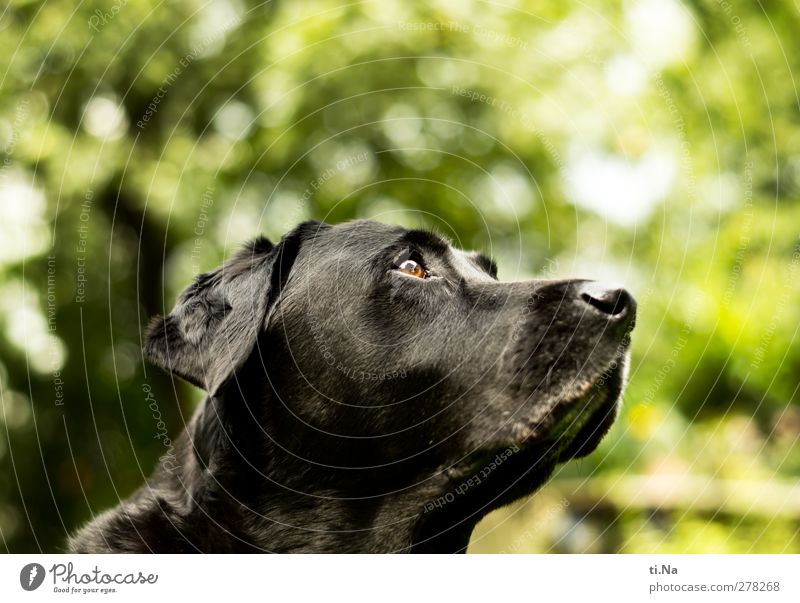 all is well, the countdown is on Garden Animal Pet Dog 1 Observe Friendliness Curiosity Yellow Green Black Labrador Colour photo Subdued colour Exterior shot