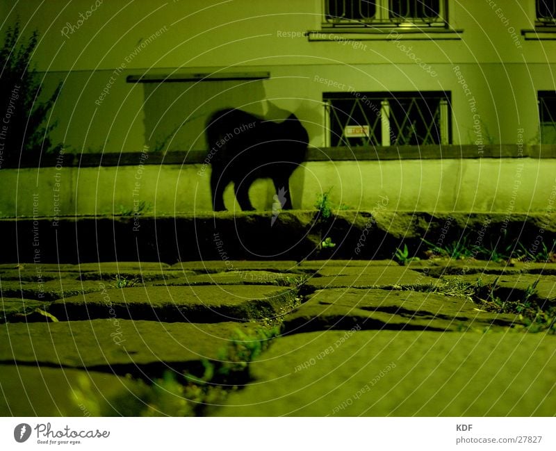 she sees me, she doesn't see me... Long exposure Cat Black Cobblestones Wall (barrier) Worm's-eye view green light mouse perspective KDF