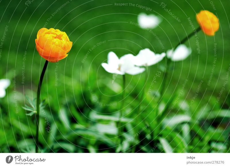 3 colors from my garden Garden Nature Plant Summer Beautiful weather Flower Grass Blossom Meadow Blossoming Natural Green Orange White Growth Colour photo