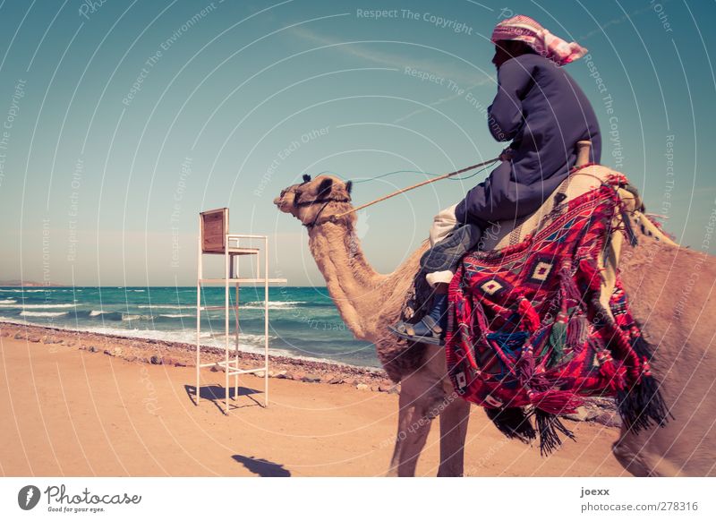 ride Masculine Man Adults 1 Human being Sky Horizon Summer Beautiful weather Coast Animal Speed Blue Brown Multicoloured Vacation & Travel Camel Ride