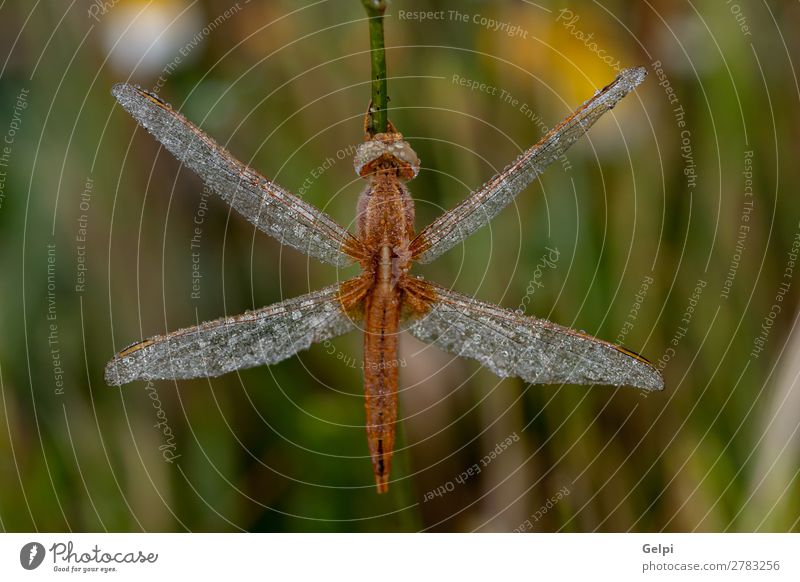 Dragonfly close up in the nature Beautiful Body Life Hunting Summer Environment Nature Plant Animal Leaf Park Wing Thin Long Natural Wild Brown Green White