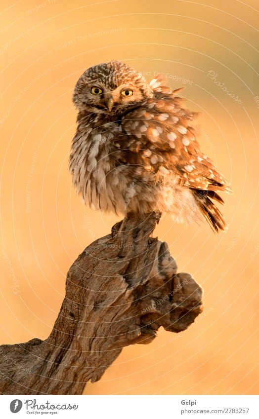 Small owl in the nature Nature Landscape Animal Flower Meadow Bird Stand Natural Cute Wild Brown White Owl wildlife Feather nocturnal predator Hunter eye raptor