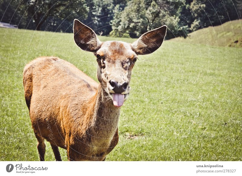 yikes Nature Animal Meadow Forest Wild animal Animal face Pelt Roe deer Hind 1 Brash Funny Crazy Brown Green Joy Tongue Colour photo Exterior shot Sunlight
