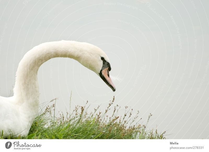 white-greyish green Environment Nature Animal Water Grass Lakeside Pond Bird Swan 1 Looking Esthetic Natural Gray White Calm Colour photo Exterior shot Deserted