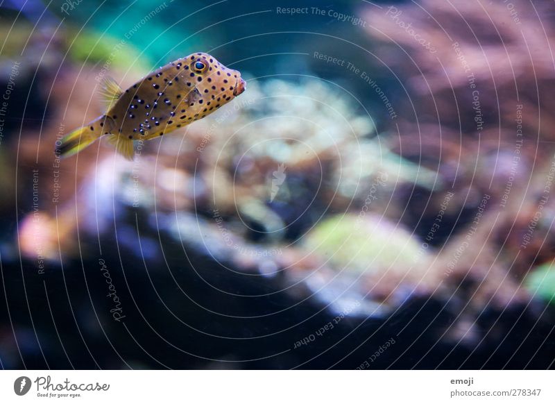 spotted Ocean Animal Fish Zoo Aquarium 1 Exotic Glittering Multicoloured Boxfishes Colour photo Close-up Underwater photo Deserted Shallow depth of field