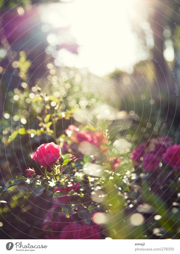 La vie en rose Environment Nature Landscape Plant Spring Beautiful weather Flower Bushes Rose Fragrance Pink Colour photo Exterior shot Deserted Day Light