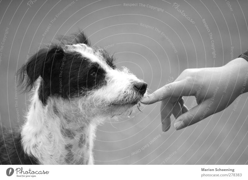 Communication without words Hand Pet Dog Animal face 1 Trust Attachment Black & white photo Exterior shot Animal portrait