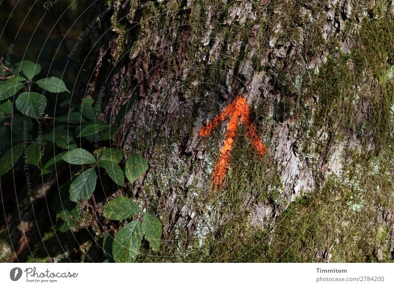 upwards! Environment Nature Plant Tree Moss Blackberry Forest Sign Signs and labeling Line Arrow Brown Green Red Emotions Upward Tree bark Colour photo