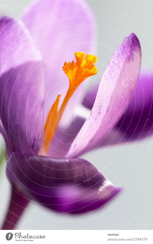 Purple Crocus Spring Flower Blossom Garden Park Meadow Blossoming Violet Orange dust bag flower stylus Colour photo Exterior shot Close-up Detail