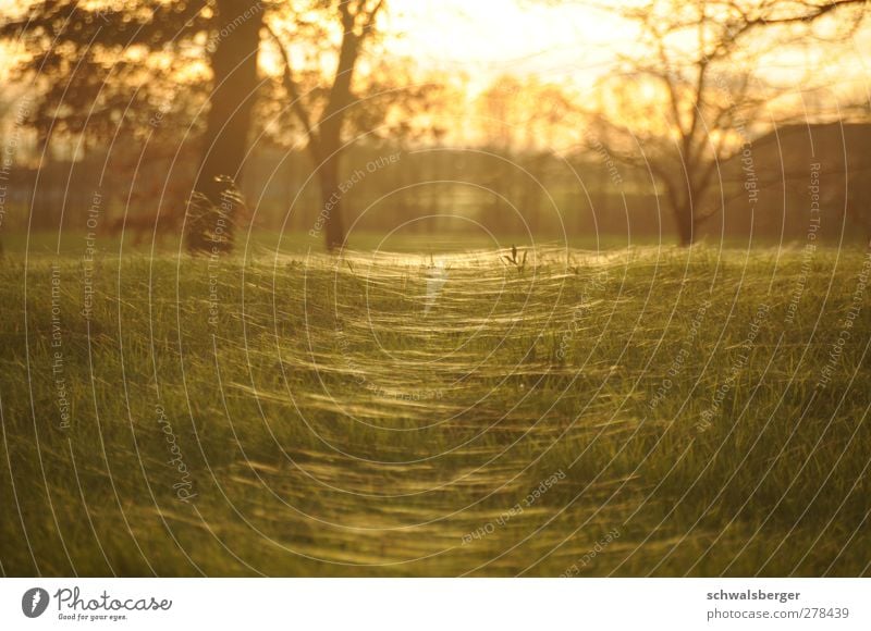 Sea of light Nature Landscape Summer Beautiful weather Grass Esthetic Glittering Wild Yellow Gold Green Orange Warm-heartedness Rope Spider's web Indian Summer