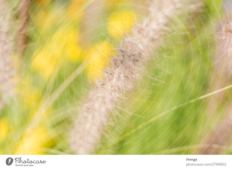 Background blur plants in spring with deep of field Herbs and spices Nature Plant Grass Blossoming Growth Natural Yellow Green Colour Deep Organic Rural Stalk