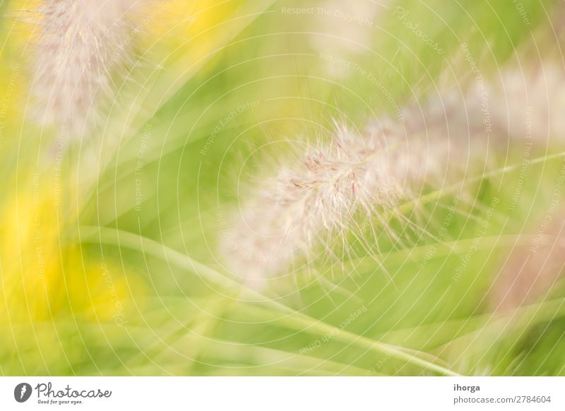 Background blur plants in spring with deep of field Herbs and spices Nature Plant Spring Grass Blossoming Growth Natural Yellow Green Colour Deep Organic Rural