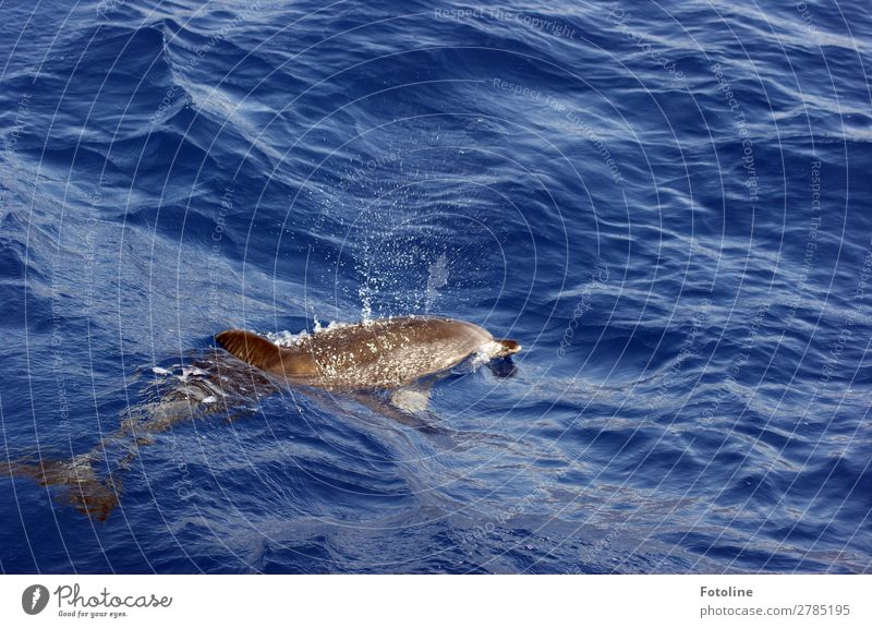 Dolphin in freedom Environment Nature Animal Elements Water Drops of water Waves Coast Ocean Wild animal 1 Free Thin Smart Blue Brown Swell Mammal