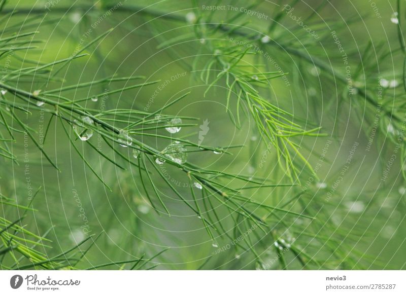 Morning dew in the garden Spring Plant Foliage plant Agricultural crop Garden Beautiful Green Spring fever Beginning Vegetable Healthy Healthy Eating Dew Drop