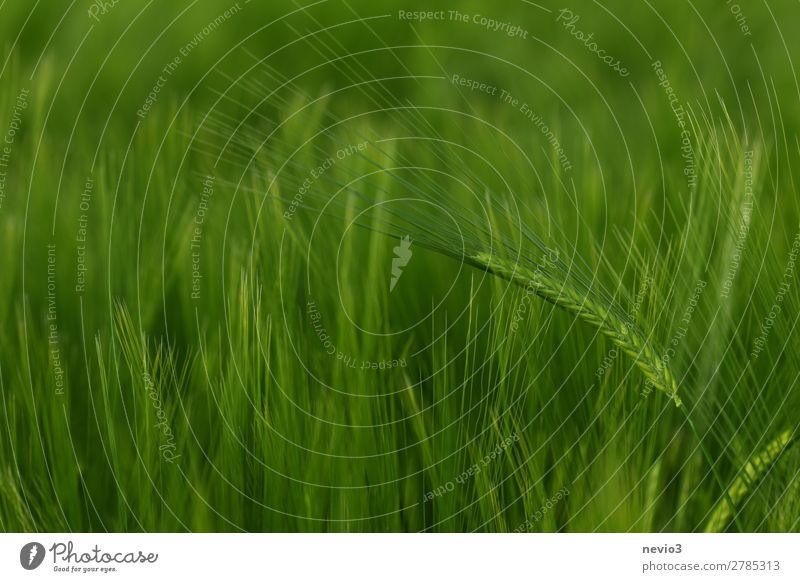 Barley field in spring Nature Beautiful weather Grass Meadow Field Green Spring fever Life Barleyfield Barley ear Grain field Agriculture Grass green Juicy Food